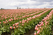 Pink tulips