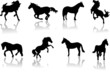 Images : A lot of horses