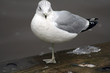 Seagull standing in One leg in Lake shore Seagull standing in One leg in Lake shore