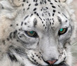 Himalayan Snow Leopard closeup Himalayan Snow Leopard closeup