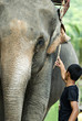 éléphant