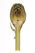 artichoke sliced in half on white background