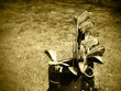 Foto: Old set of rough used golf clubs sepia image Old set of rough used golf clubs sepia image