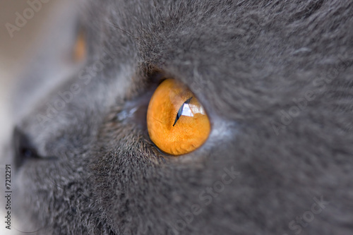 Foto: extremely close-up of cat eye extremely close-up of cat eye