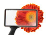 flower through magnifier