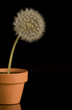 dandelion