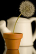 dandelion