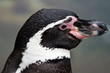 Penquin