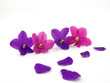 Violets