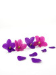 Violes isolated