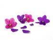 Violets isolated