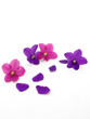Violets isolated