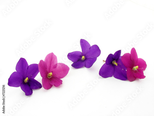 Violets