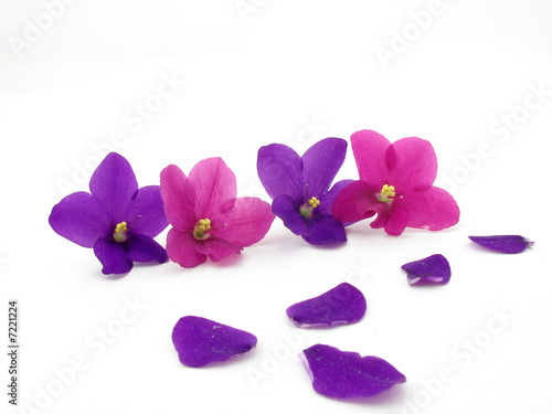 Violets