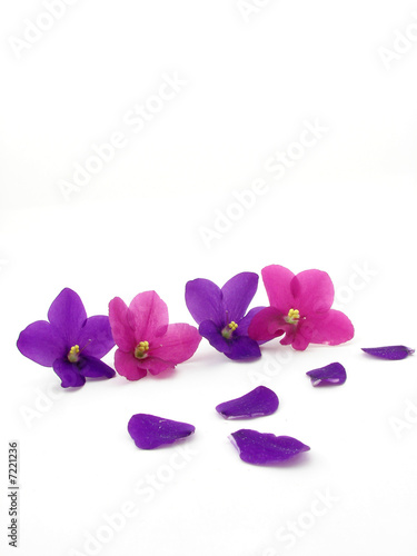 Violes isolated