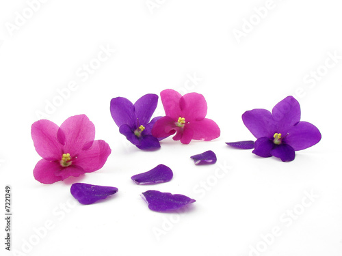 Violets isolated