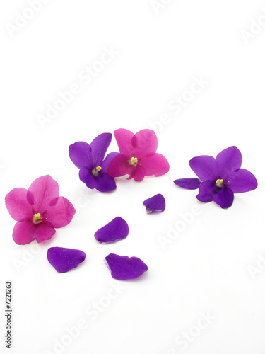 Violets isolated