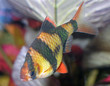 Aquarium fish