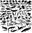reptiles reptiles
