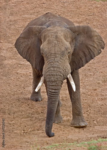 Photo: Angry Elephant Angry Elephant