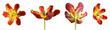 Tulpe