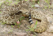 Snake-Western diamondback rattlesnake Snake-Western diamondback rattlesnake