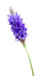 Lavender closeup