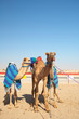 Robot camel racing