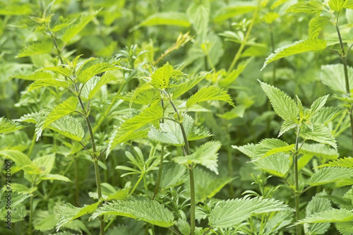 Photo: stinging nettles stinging nettles