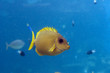 Bunnyfish