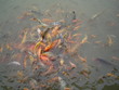 Goldfish