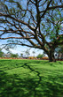 Foto: Tree and shadows Tree and shadows
