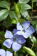 periwinkle