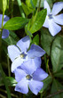 periwinkle