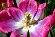 tulipano