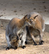 Kangaroo family
