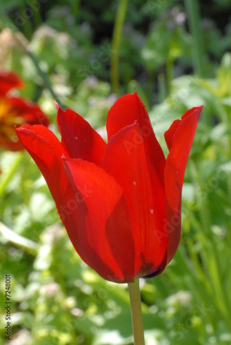 tulipano tulipano