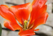 tulipano