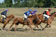 Course de jeunes chevaux