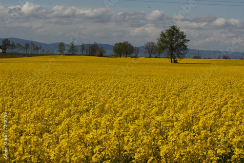 giallo giallo