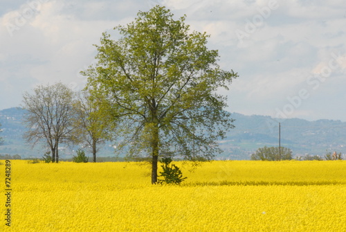 albero albero