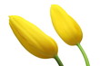 two yellow tulips. isolated on white background.
