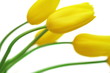 yellow tulips. isolated on white background.