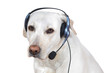 Dog support operator