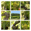 planche vignes