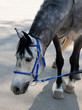 dappled horse in blue bridle bending head to the asphalt