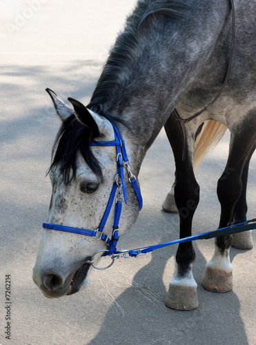 Photo: dappled horse in blue bridle bending head to the asphalt dappled horse in blue bridle bending head to the asphalt