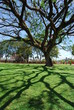 Foto: Big Rain Tree Big Rain Tree