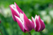 The tulips