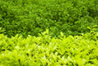 Organic Tea Leaf Field